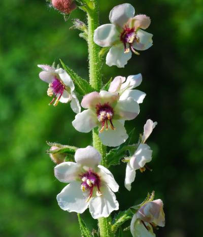 Verbascum_blattaria_inflorescence.jpg