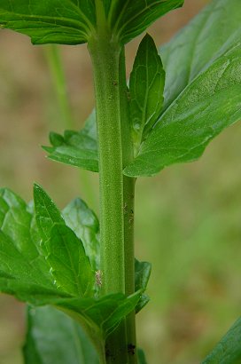 Verbascum_blattaria_stem.jpg