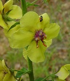 Verbascum blattaria thumbnail