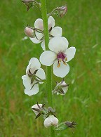 Verbascum blattaria thumbnail