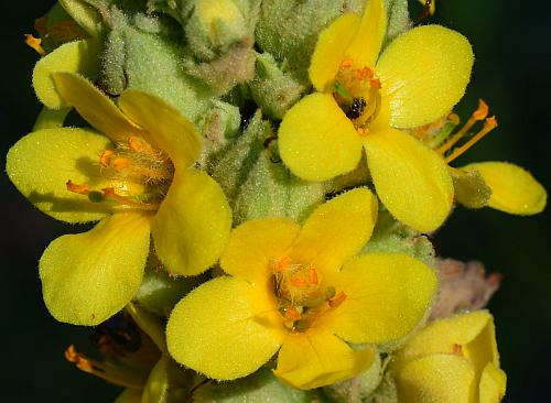 Verbascum_thapsus_flowers.jpg