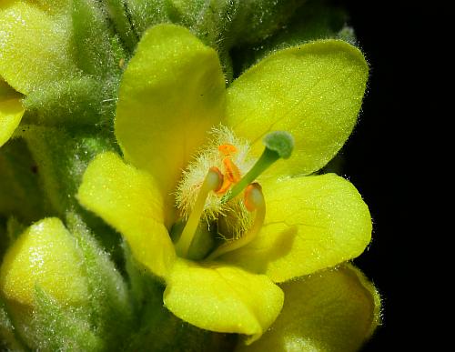 Verbascum_thapsus_flowers2.jpg