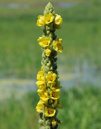 Verbascum_thapsus_inflorescence.jpg