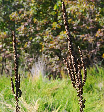 Verbascum_thapsus_infruc.jpg