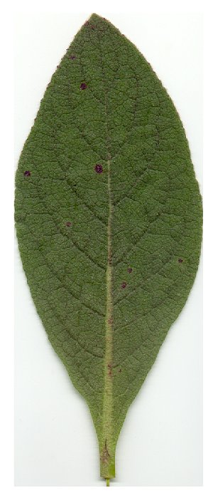 Verbascum_thapsus_leaf.jpg