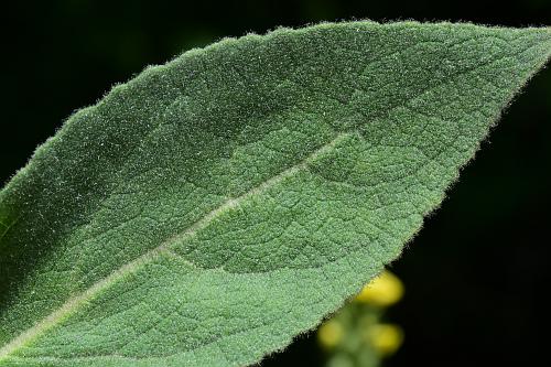 Verbascum_thapsus_leaf1.jpg