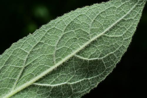 Verbascum_thapsus_leaf2.jpg