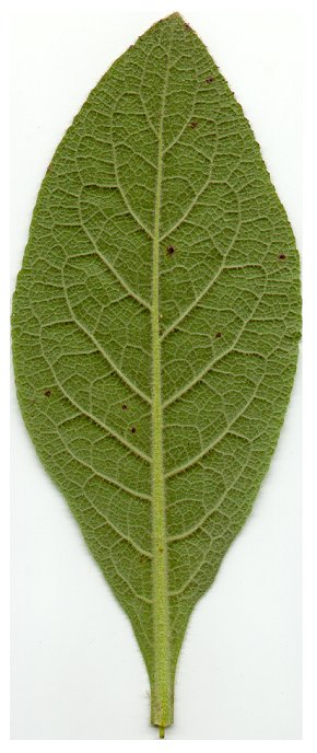 Verbascum_thapsus_leaf2t.jpg