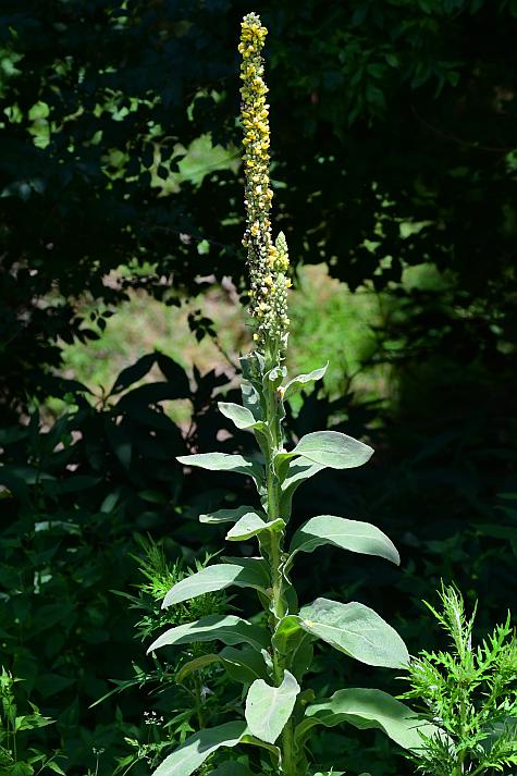 Verbascum_thapsus_plant.jpg