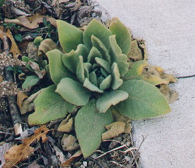 Verbascum_thapsus_rosette.jpg