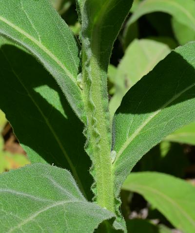 Verbascum_thapsus_stem.jpg