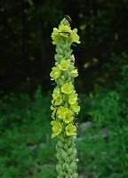 Verbascum thapsus thumbnail