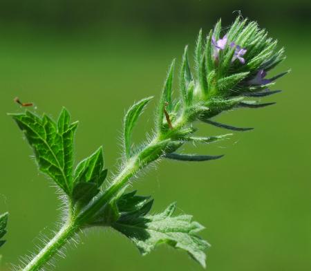 Verbena_bracteata_inflorescence2.jpg