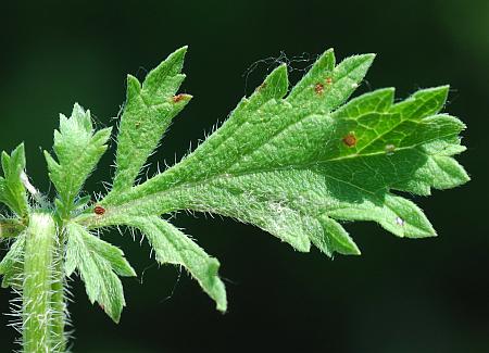 Verbena_bracteata_leaf1.jpg