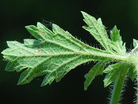 Verbena_bracteata_leaf2.jpg