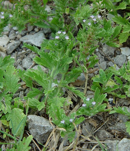 Verbena_bracteata_plant.jpg