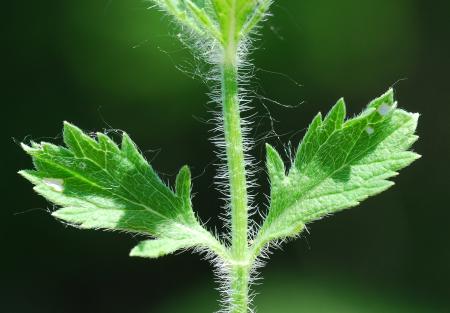 Verbena_bracteata_stem2.jpg