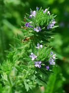 Verbena bracteata thumbnail