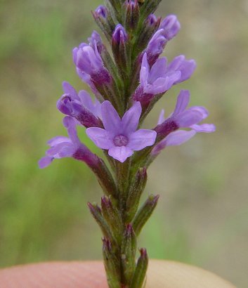 Verbena_hastata_flower.jpg