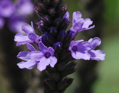 Verbena_hastata_flowers1.jpg