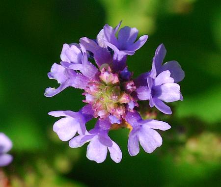 Verbena_hastata_flowers2.jpg