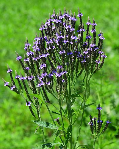 Verbena_hastata_inflorescence1.jpg