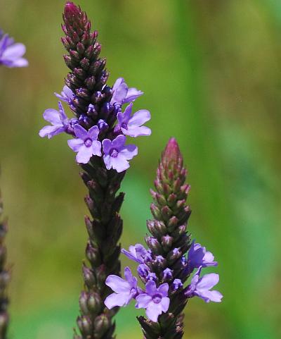 Verbena_hastata_inflorescence2.jpg