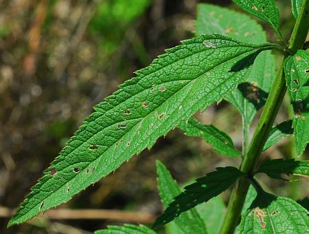 Verbena_hastata_leaf1.jpg