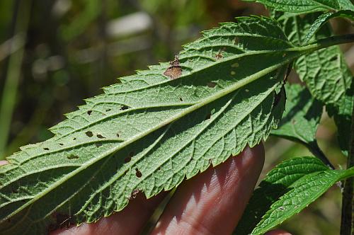 Verbena_hastata_leaf2.jpg