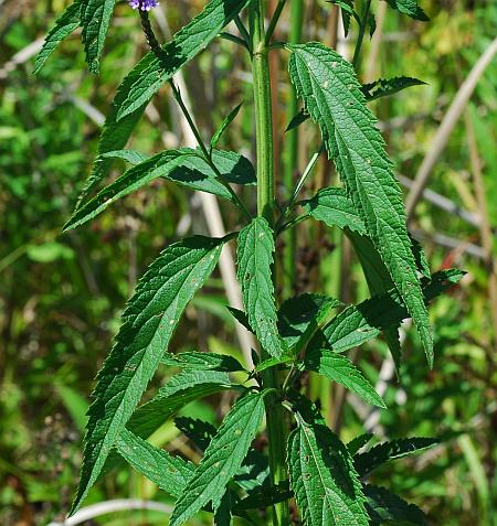 Verbena_hastata_leaves1.jpg