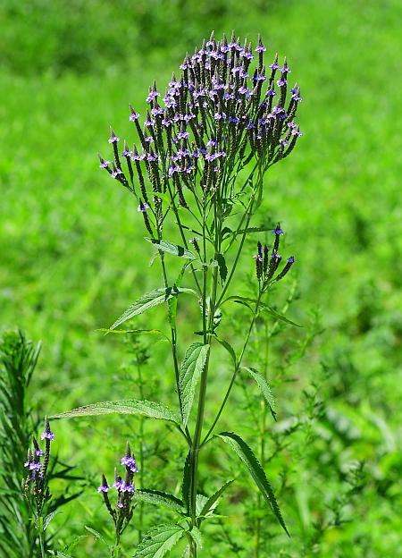 Verbena_hastata_plant.jpg