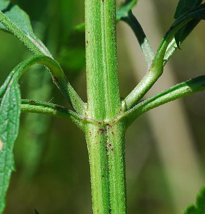 Verbena_hastata_stem.jpg