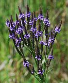 Verbena hastata thumbnail