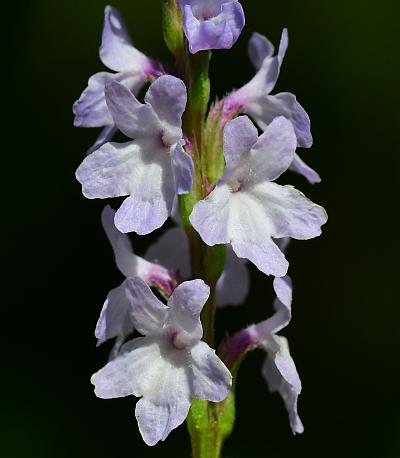 Verbena_simplex_flowers.jpg