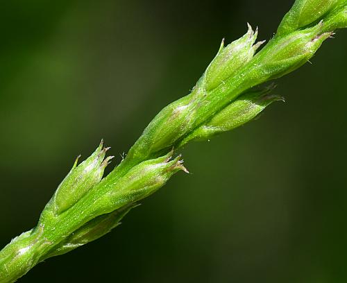 Verbena_simplex_fruits.jpg