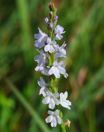 Verbena_simplex_inflorescence.jpg