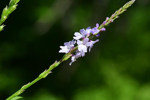 Verbena_simplex_inflorescence2.jpg