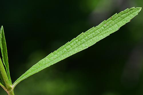 Verbena_simplex_leaf1.jpg