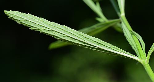 Verbena_simplex_leaf2.jpg