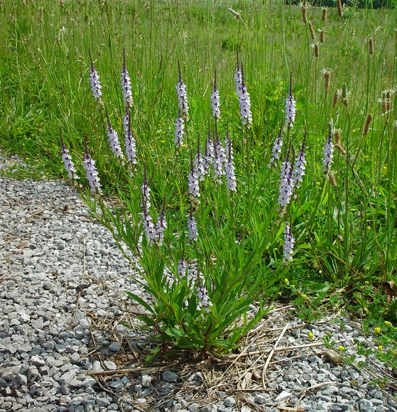 Verbena_simplex_plant.jpg