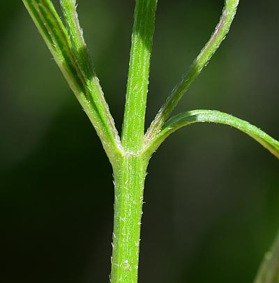 Verbena_simplex_stem.jpg