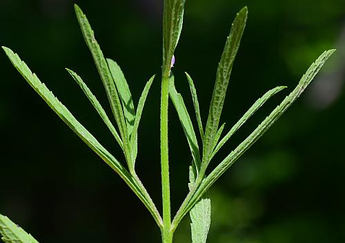 Verbena_simplex_stem2.jpg