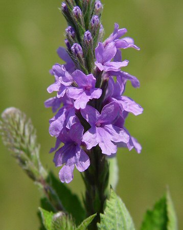 Verbena_stricta_flowers.jpg