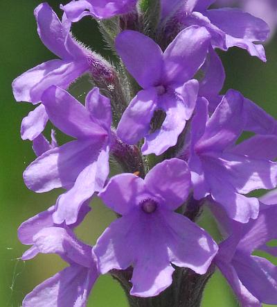 Verbena_stricta_flowers2.jpg