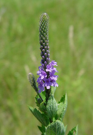 Verbena_stricta_inflorescence.jpg