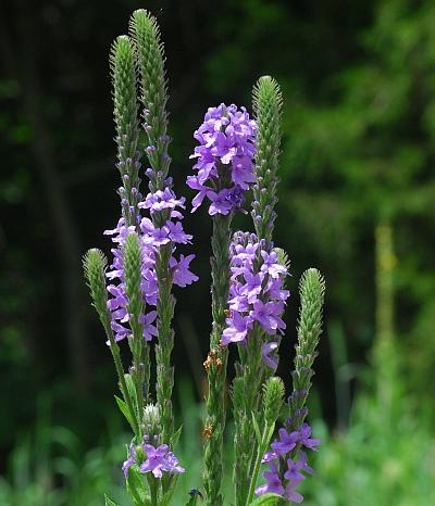 Verbena_stricta_inflorescences.jpg