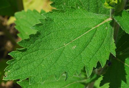 Verbena_stricta_leaf1.jpg