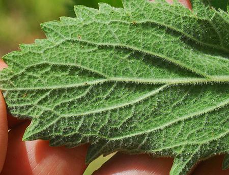 Verbena_stricta_leaf2.jpg