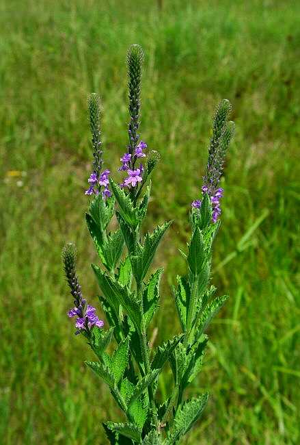 Verbena_stricta_plant.jpg