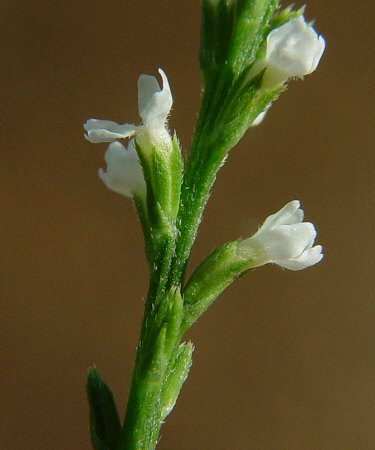 Verbena_urticifolia_calyx.jpg